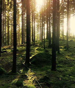 Image by Gustav Gullstrand