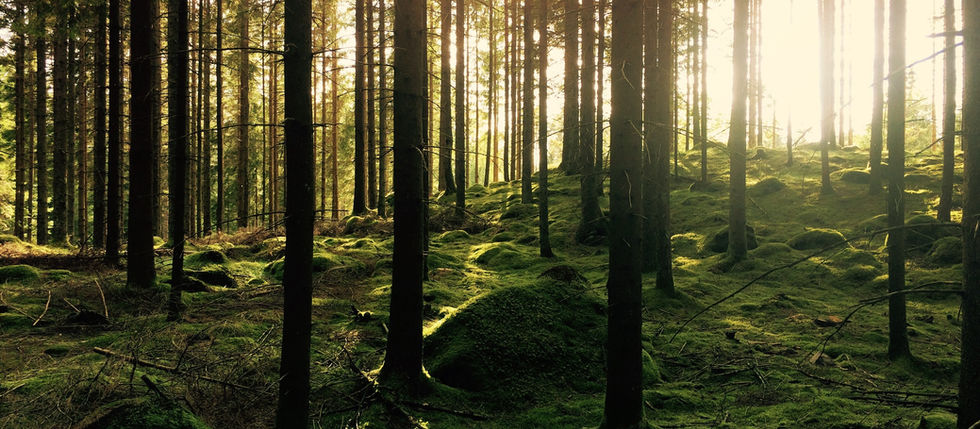 The Greener Camping Club