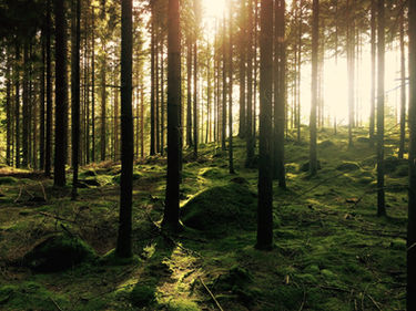 Image by Gustav Gullstrand