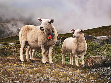 Image by Laura Cleffmann
