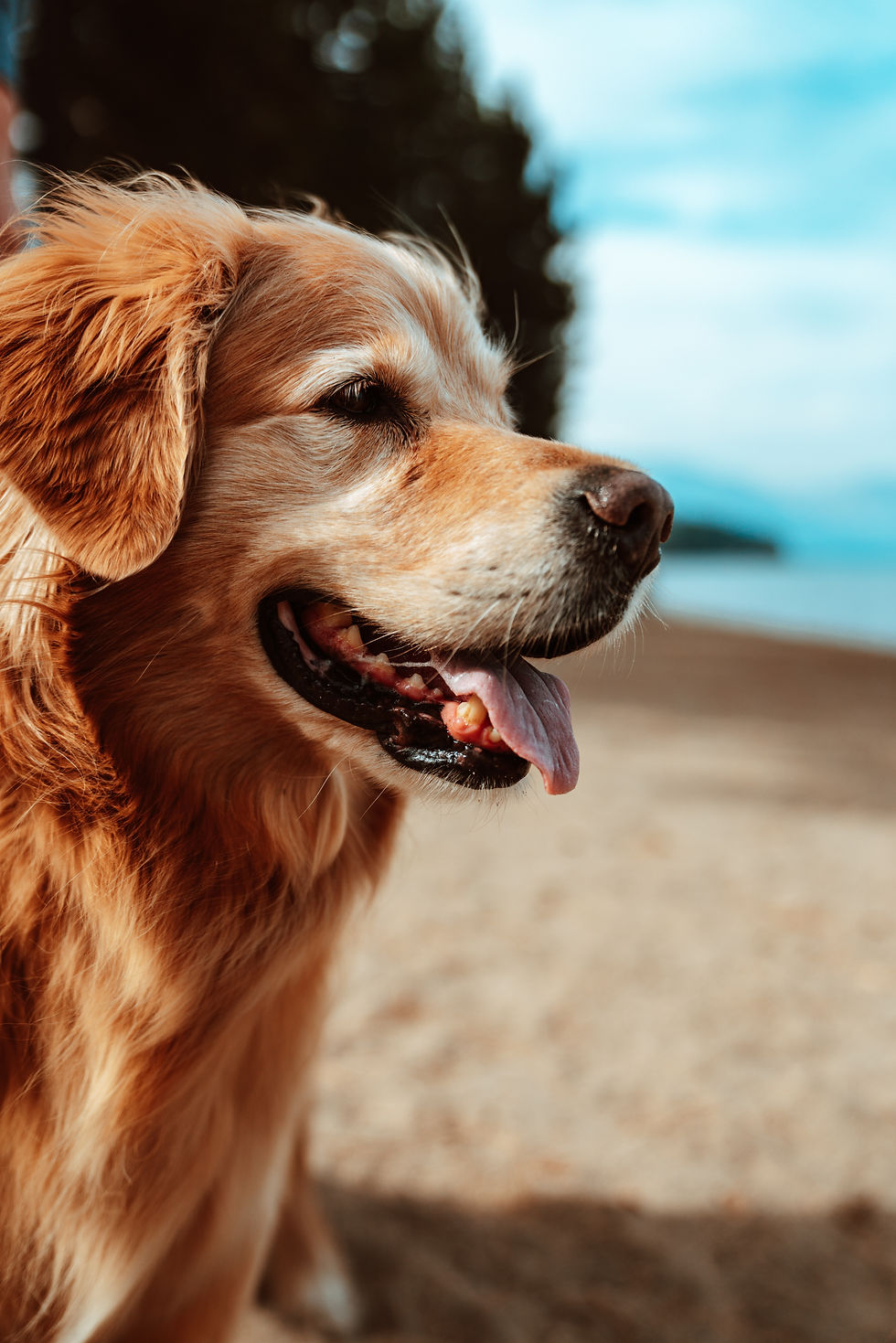 senior dog had osteoarthritis
