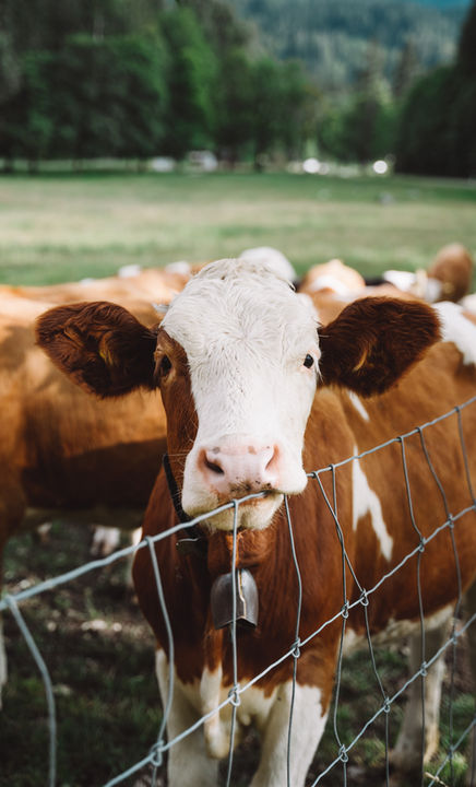 Cow behind a fence
