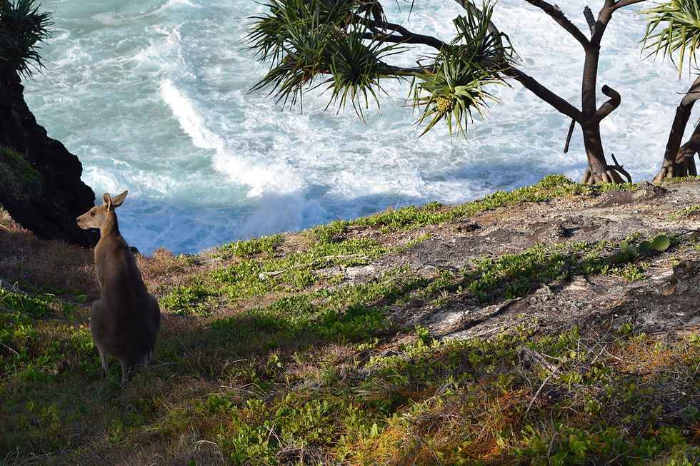 Kangaroos