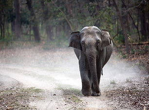 Image by Gautam Arora