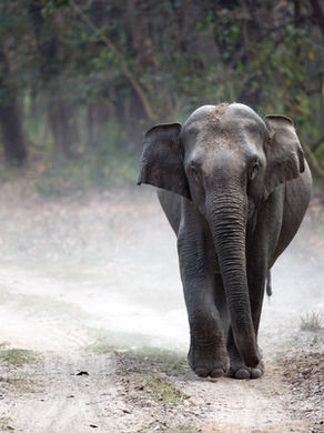 Een bezoek aan het Elephant Conservation and Care Centre in Agra