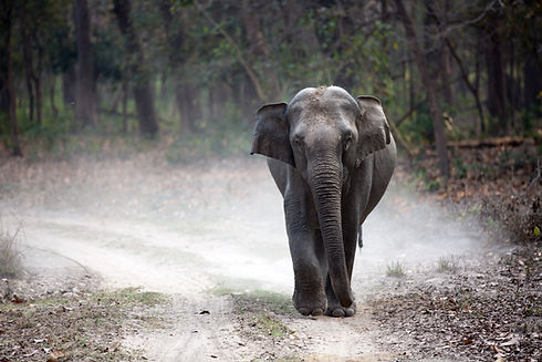Image by Gautam Arora