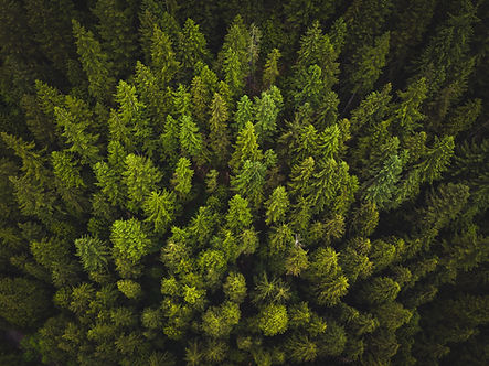 Image by Spencer Watson