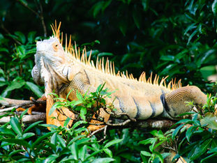 Le bouillonnant Guanacaste