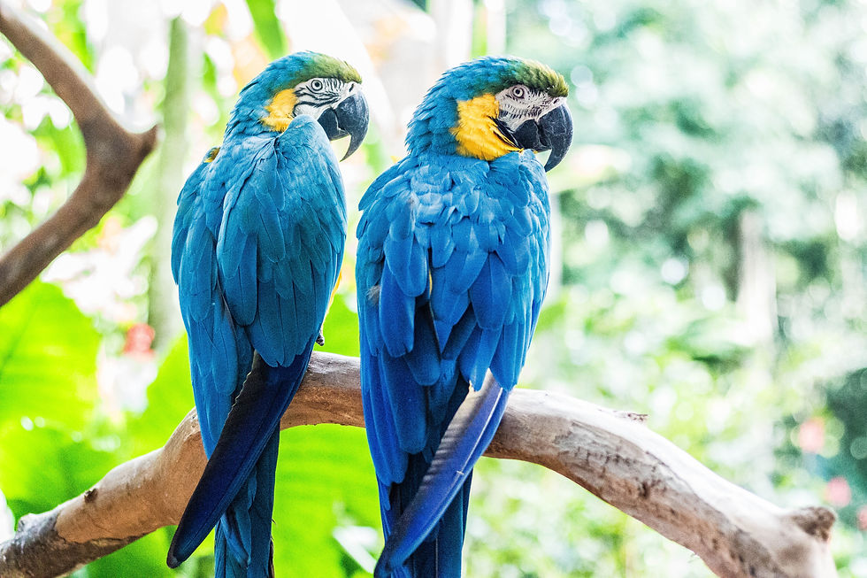 Iguassu