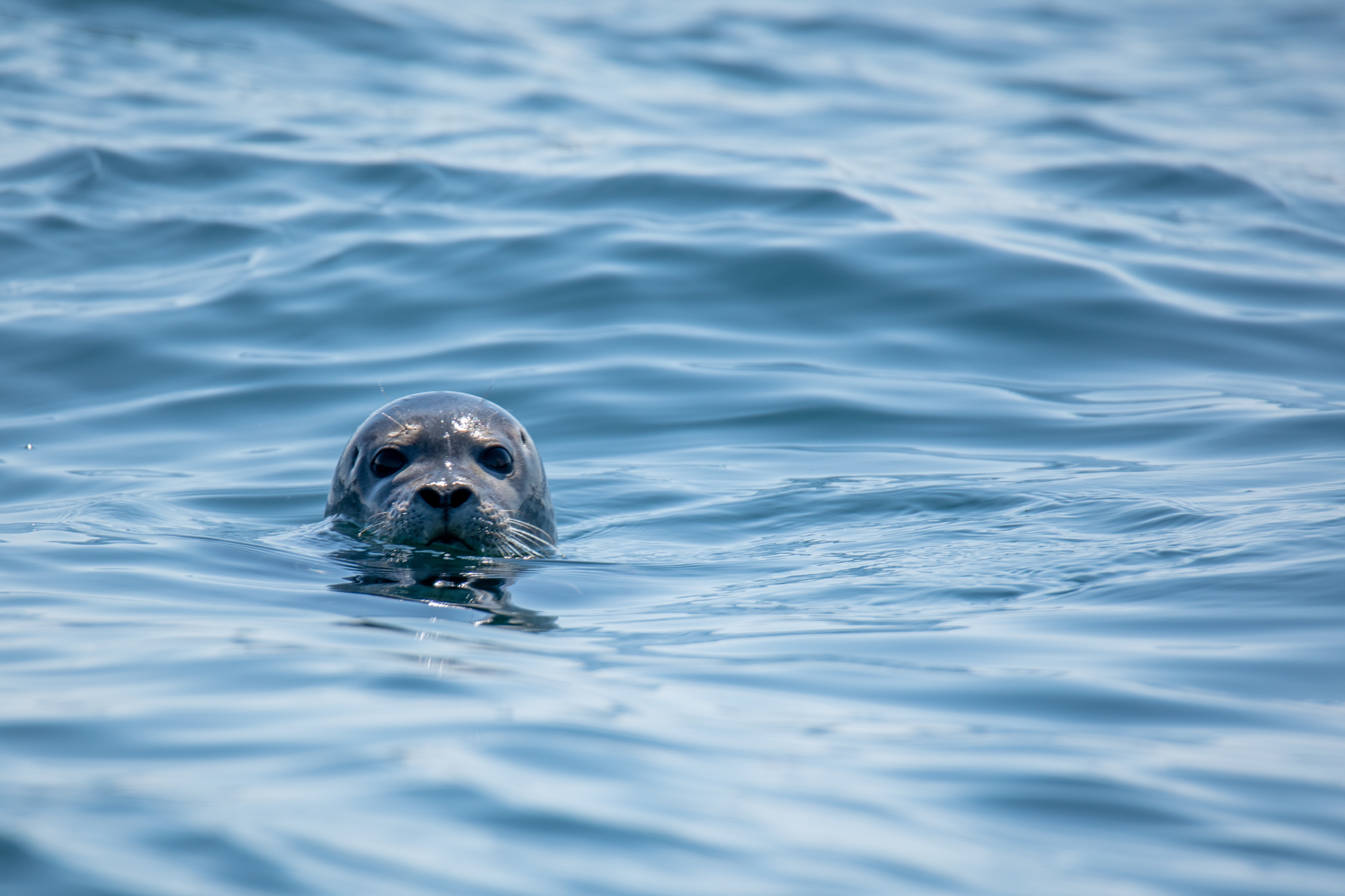 Salmon farmers kill seals