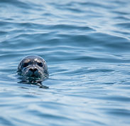 Image by Keith Luke