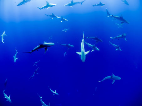Éanna talks sharks on the Six O'Clock Show!