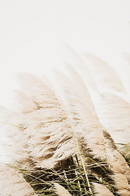 Image by Annie Spratt
