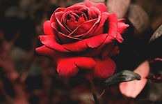 Will Ashton Celebrant London