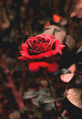 Image by Edward Howell