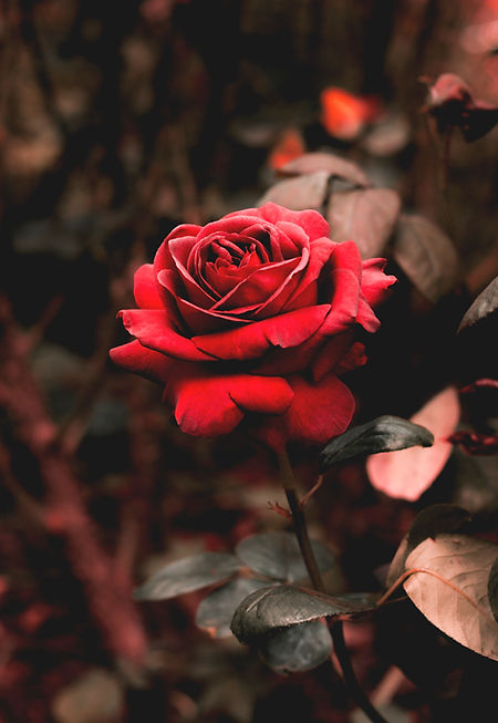 Image by Edward Howell