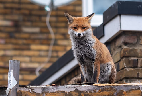 Image by Tj Holowaychuk