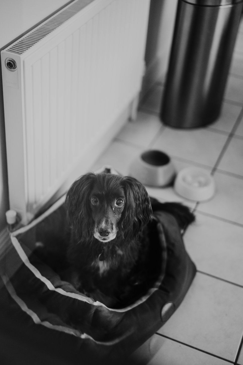 Köpeklerde Tuvalet Eğitimi Rehberi