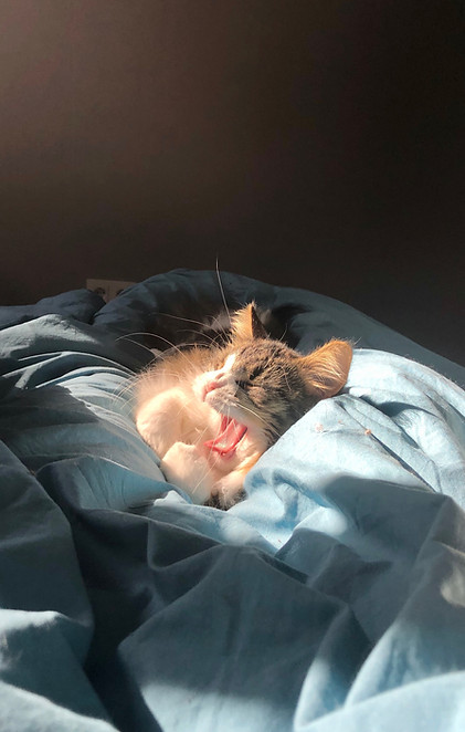 Yawning cat