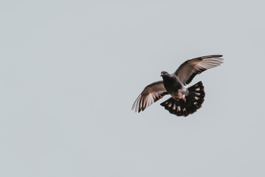Image by Julian Hochgesang