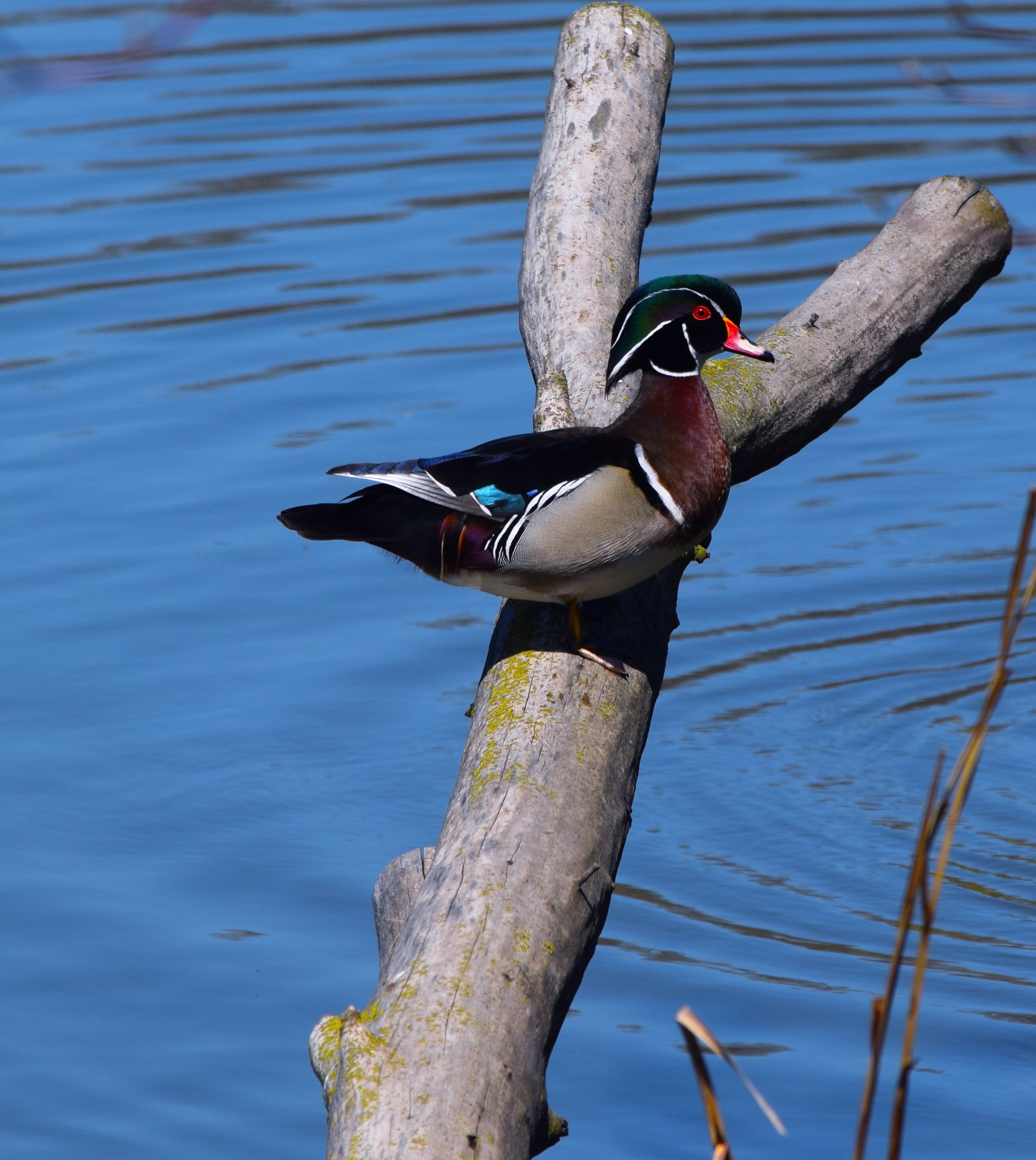 Image by Dave Willhite