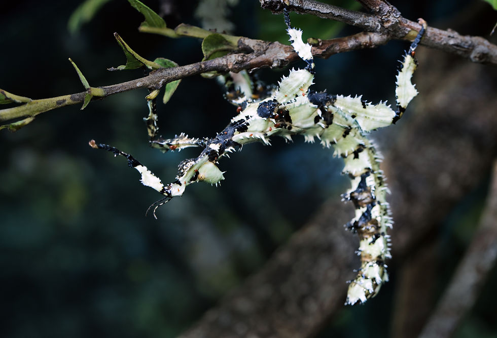 Stick Insect & Leaf Insects