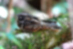 Nightjar Guided Walk