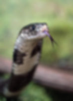ree