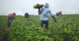 Visual Guide: How Zimbabwean Farmers Can Secure Title Deeds