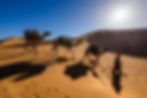 e camels and a handler in the desert