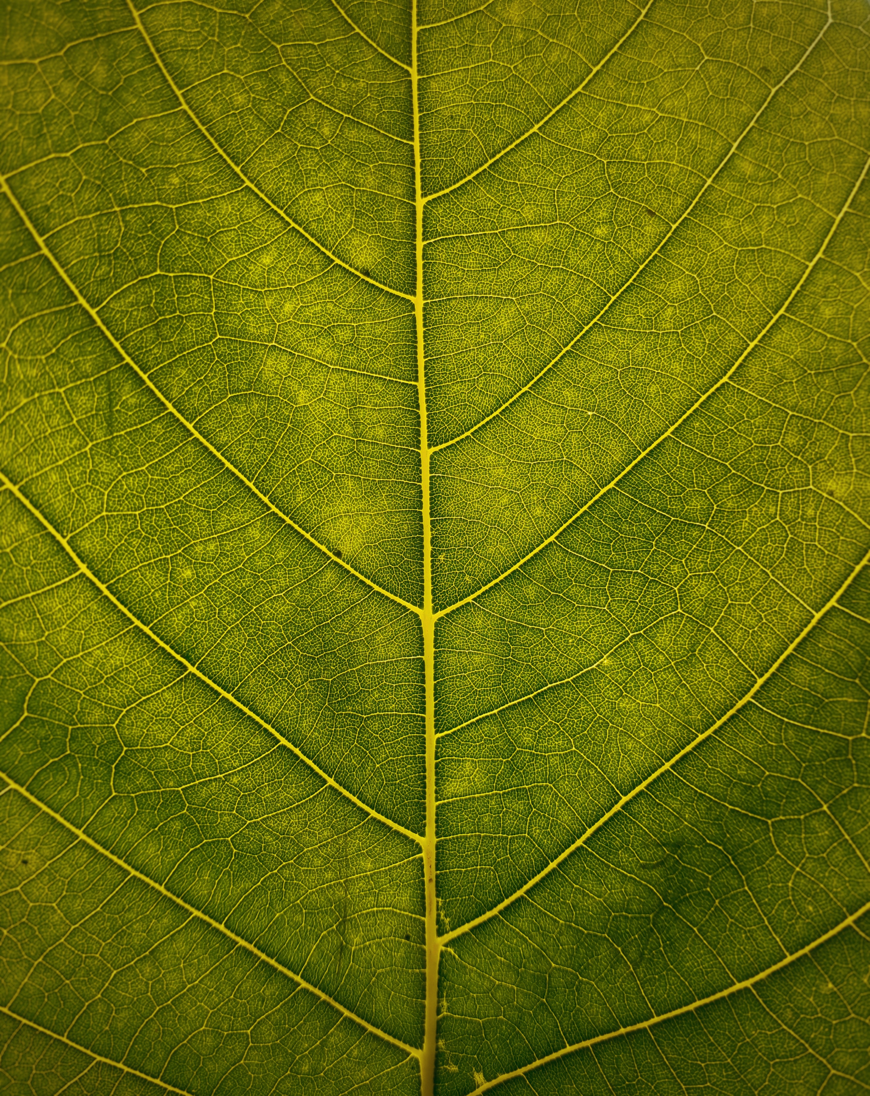 Image by Vivaan Trivedii