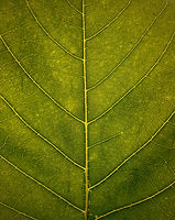 Image by Vivaan Trivedii