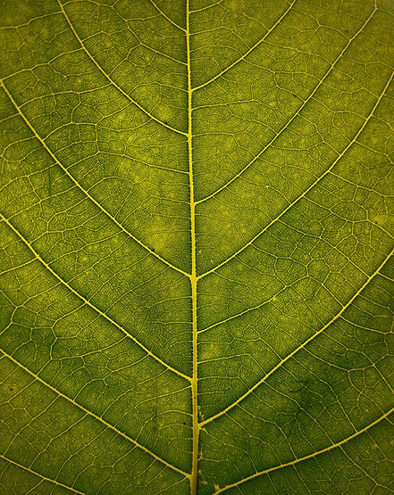 Image by Vivaan Trivedii