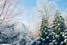 snow covered forest representing winter