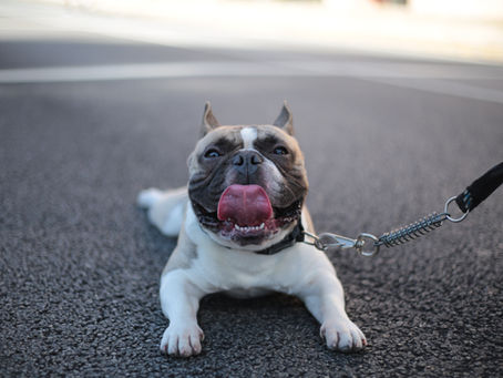 Training a Service Dog: A Step-by-Step Guide