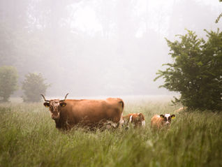 Adventures in Raising a Pineywoods Bottle Calf