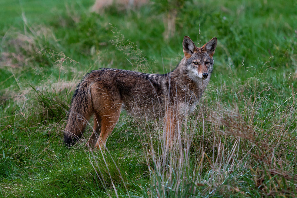 Image by Dylan Ferreira