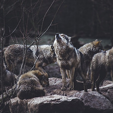Image by Thomas Bonometti