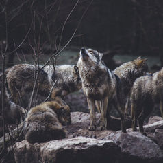 How Wolves Change Rivers 