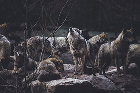 Image by Thomas Bonometti