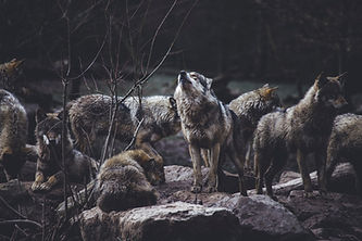 Image by Thomas Bonometti