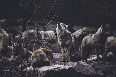 Image by Thomas Bonometti