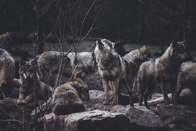 Image by Thomas Bonometti