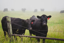 farm cattle