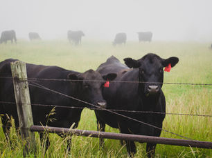 Storage Is Not a Strategy: Hedging Lessons from the Front Lines