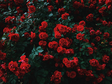 Image by Nikita Tikhomirov