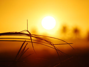 Silhouetted grass against an orange sunset with a bright sun and distant palm trees, evoking a serene, tropical mood.