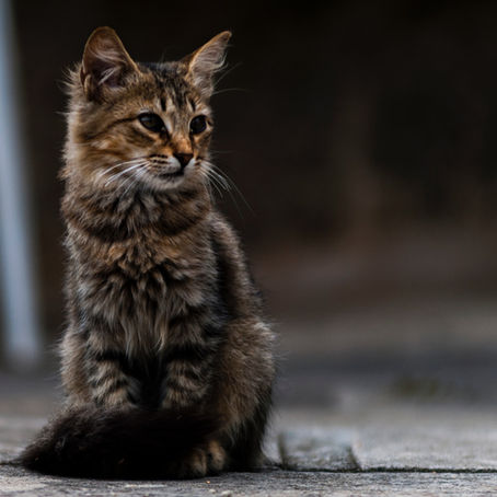 Lower Urinary Tract Disease in Felines