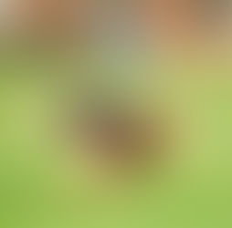 comportamento de urinar em casa em cães