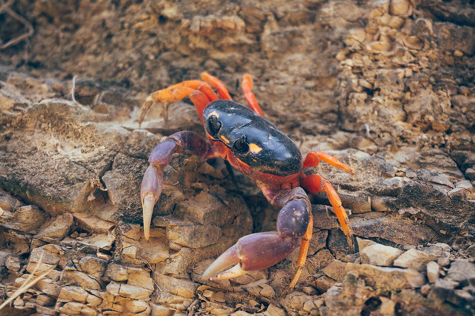Land Crabs